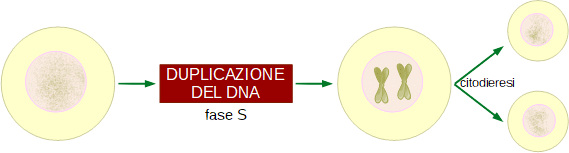 schema della duplicazione del DNA