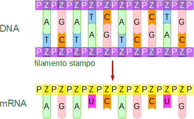 RNA messaggero