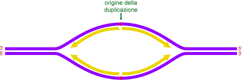 origine della duplicazione