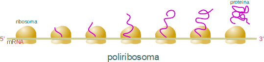poliribosoma