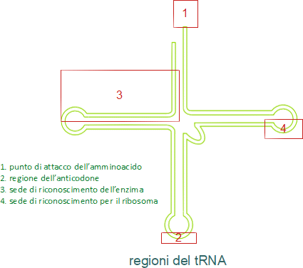 regioni del tRNA