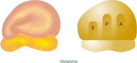 ribosoma