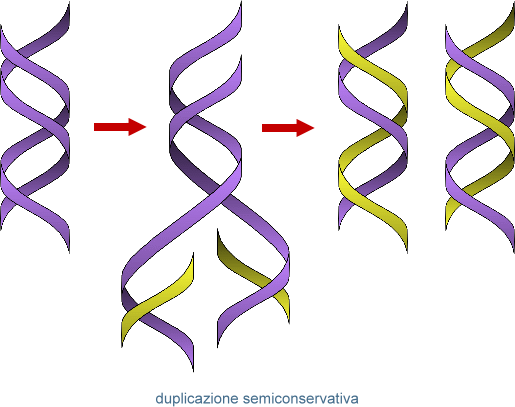 duplicazione semiconservativa