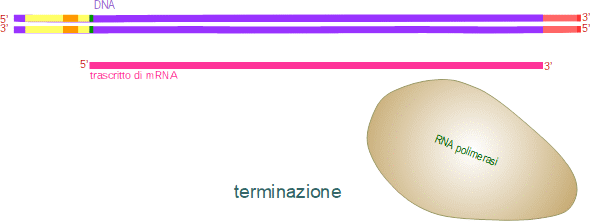 terminazione