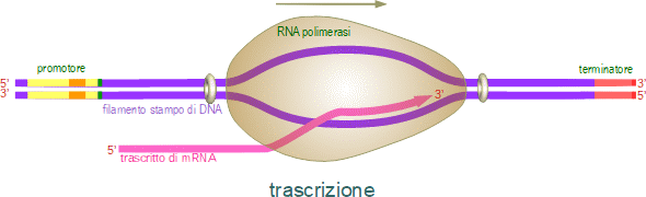 fasi di trascrizione