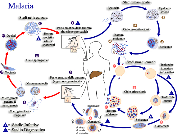 ciclo vitale della malaria