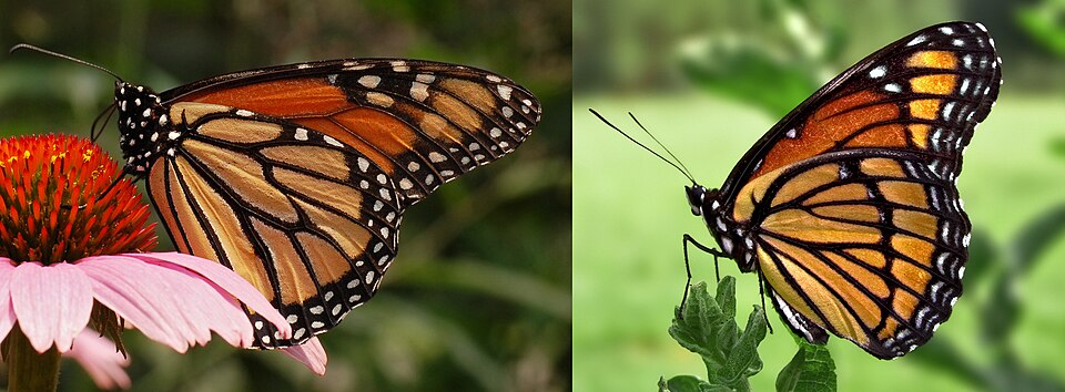 farfalla monarca e corallo
