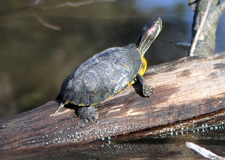 Trachemys scripta