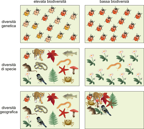 3 tipi di biodiversità