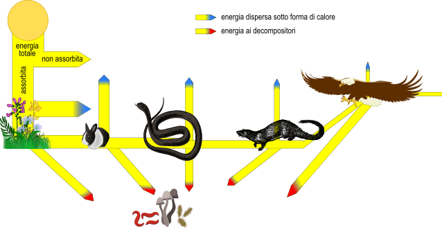 Flusso di energia nella catena alimentare