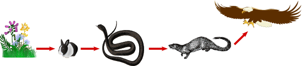 Catena alimentare