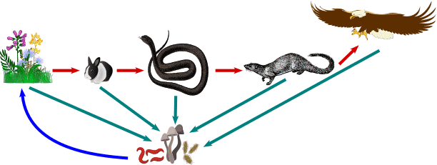 Catena alimentare con detritivori e decompositori