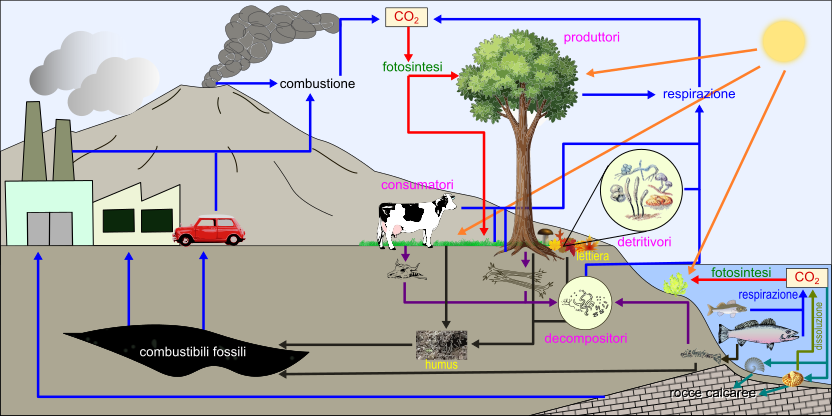 ciclo del carbonio