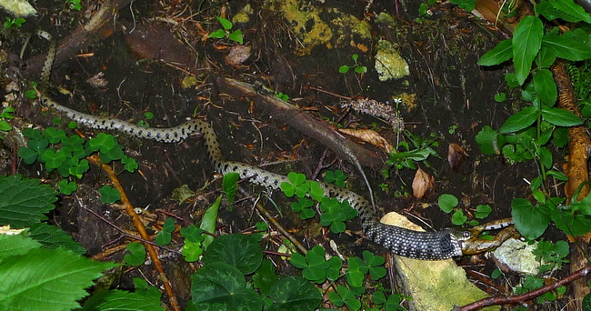Serpente che ingoia una rana