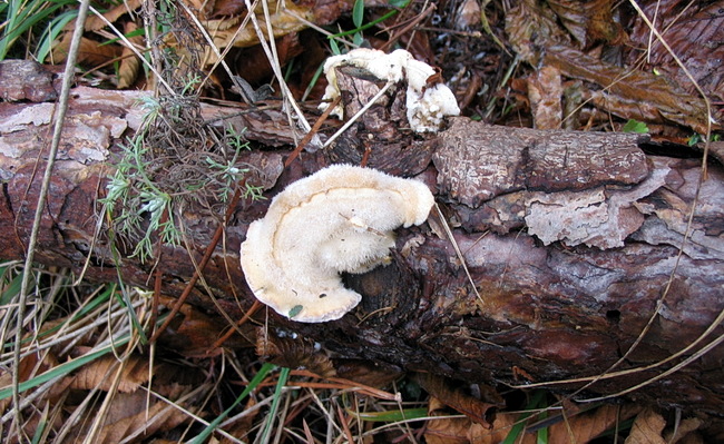 Funghi su un tronco marcescente