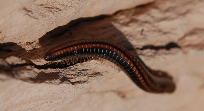 Millepiedi