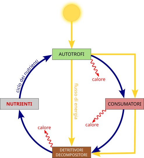Flusso di energia e ciclo dei nutrienti