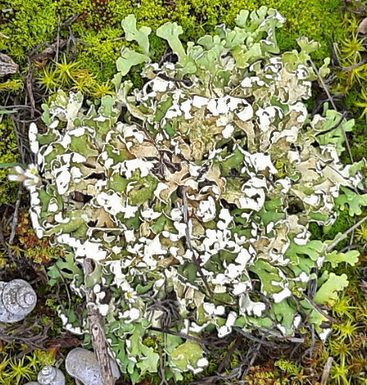 lichene