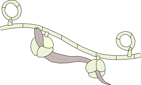 nematode catturato da un fungo