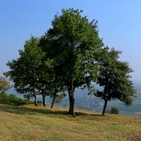 Alberi
