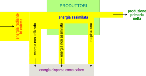 Produzione primaria netta