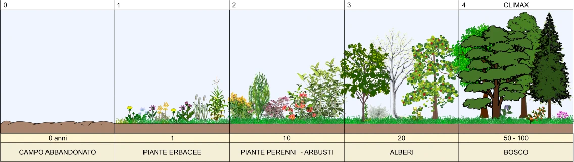 Successione secondaria