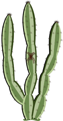 cactus e tarantola