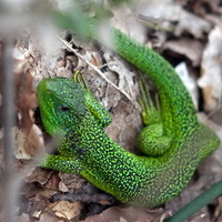 Ramarro