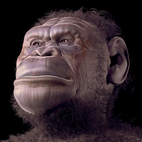 volto di A. sediba