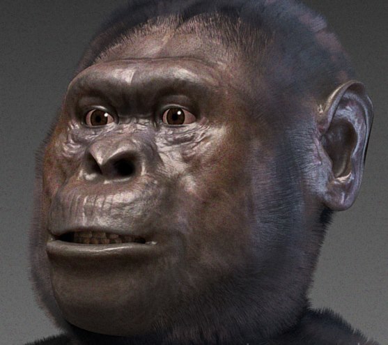 A. afarensis