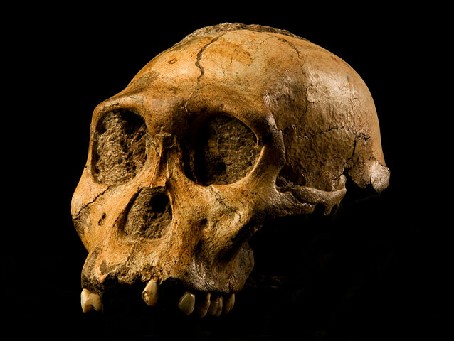 cranio si A. sediba