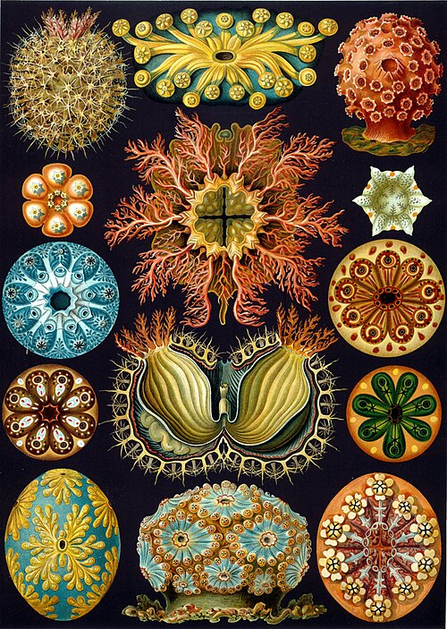 esempi di ascidiacei