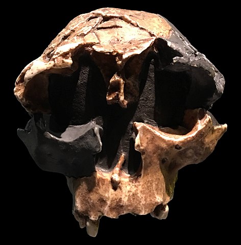cranio H. antecessor