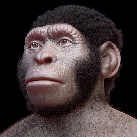 volto H. naledi