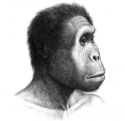 volto di H. rudolfensis