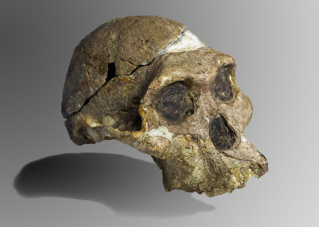 cranio di A. africanus