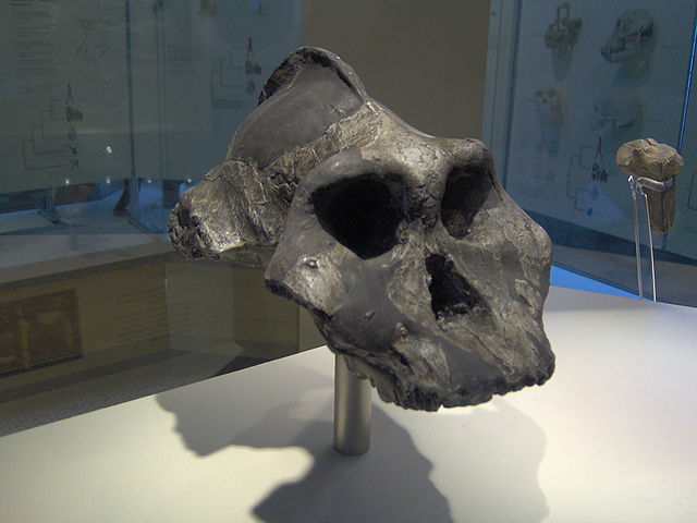 cranio di P. aethiopicus
