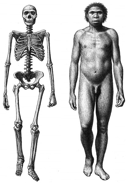 Homo ergaster