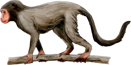 Aegyptopithecus