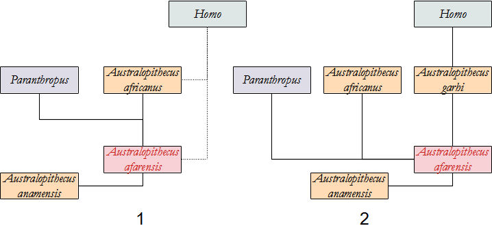 filogenesi A. afarensis