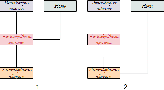 filogenesi A. africanus