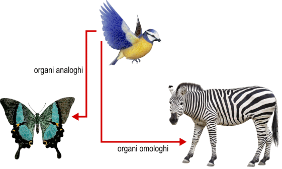 analogie
