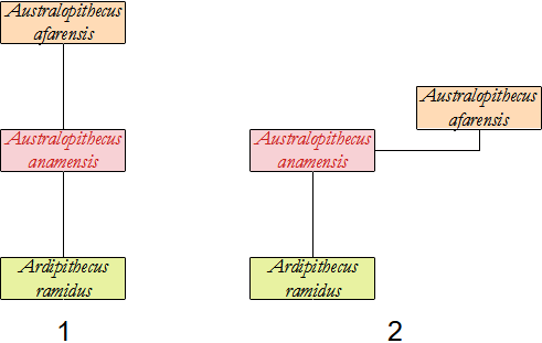 filogenesi A. anamensis