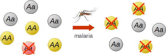 anemia falciforme