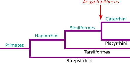 Aegyptopithecus filogenesi