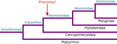filogenesi Proconsul