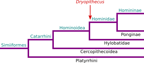 Dryopithecus filogenesi