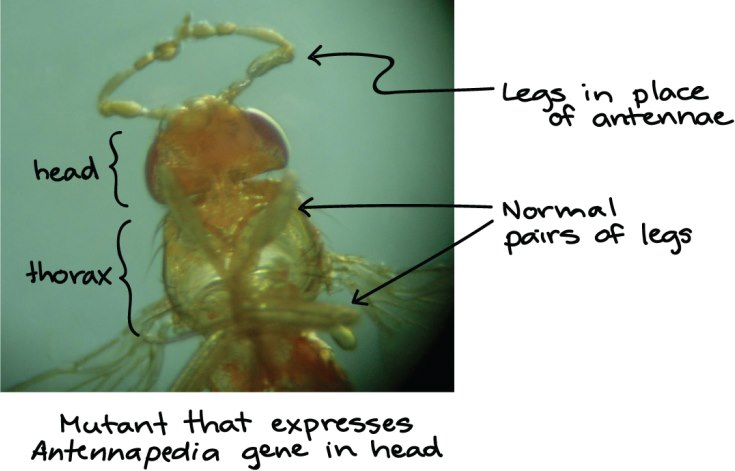 antennapedia