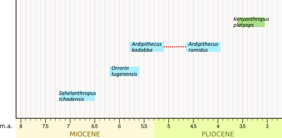 filogenesi antichi Ominini