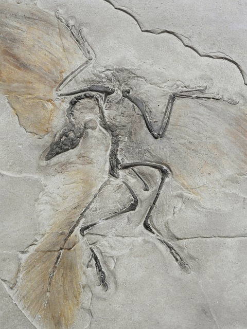 Archaeopteryx lithographica